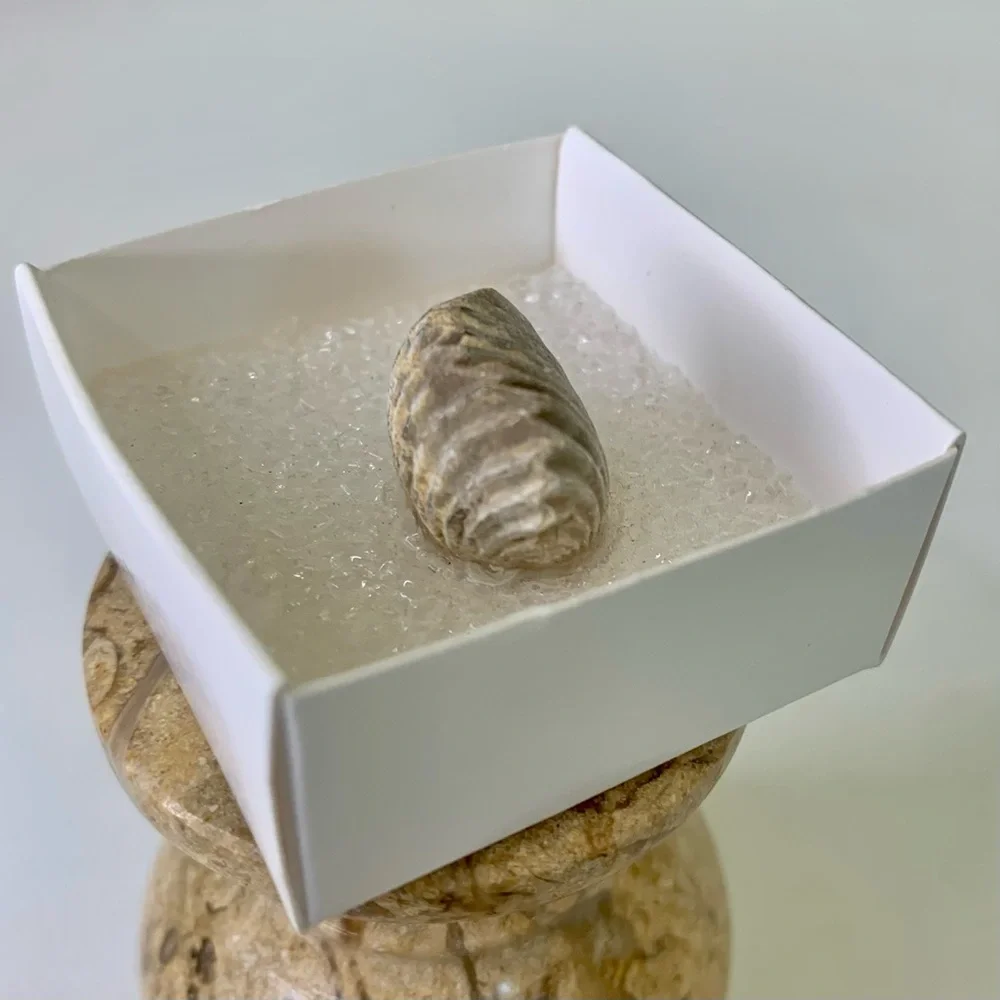 Brachiopod Fossil Rhynchoellida Boujdour Western Sahara Morocco Cretaceous Boxed